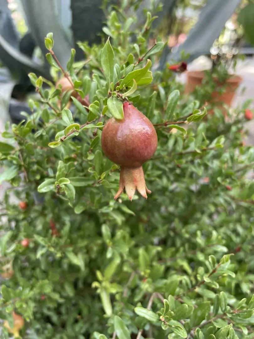Pomegranate Tree 20/40cm (P9) - Image 7