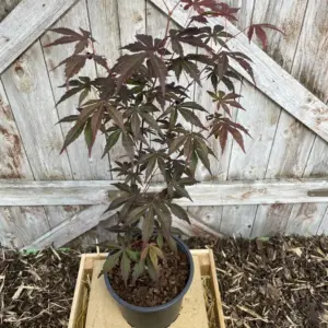 Purple Japanese Maple Acer palmatum Tree