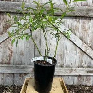 White Willow Tree