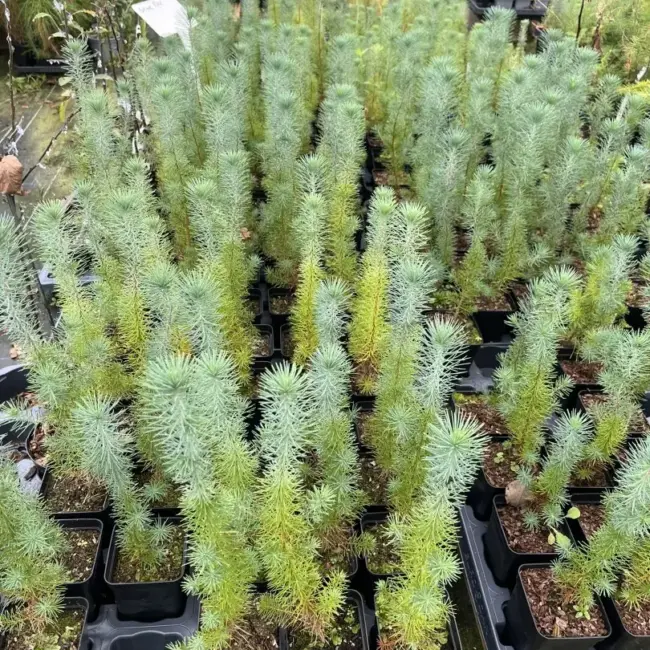 Stone Pine Sapling 20/40cm (P9) - Image 3