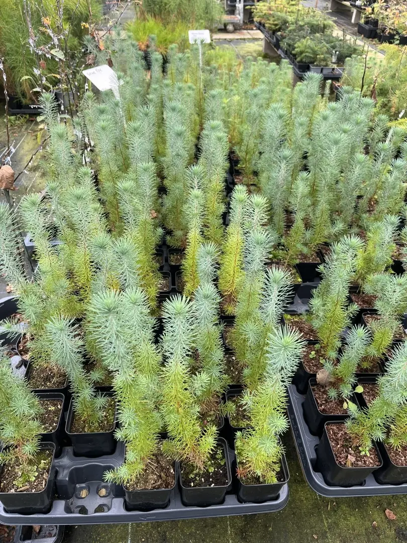 Stone Pine Sapling 20/40cm (P9T) - Image 3