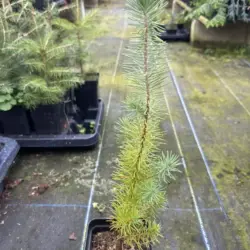 Stone Pine Sapling 20/40cm (P9T)