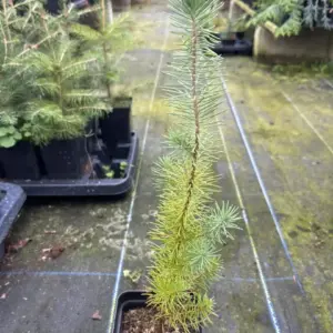 Stone Pine Pinus pinea (3)