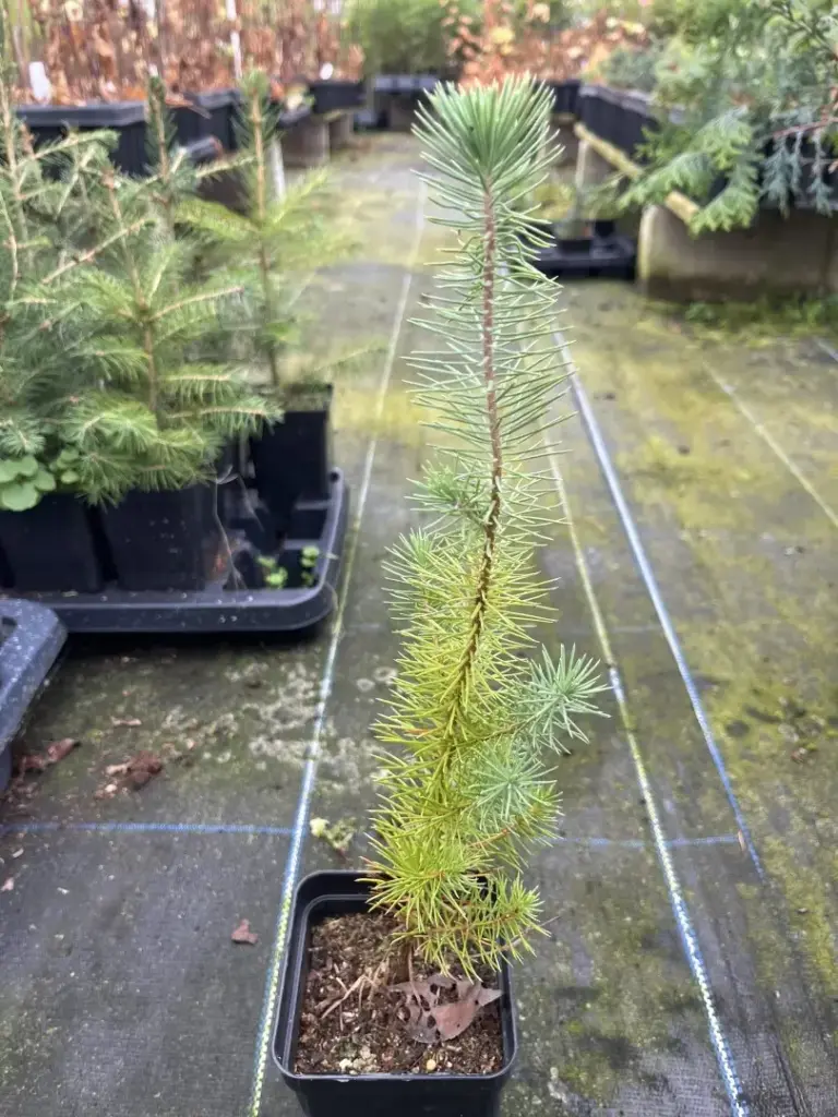 Stone Pine Sapling 20/40cm (P9T)