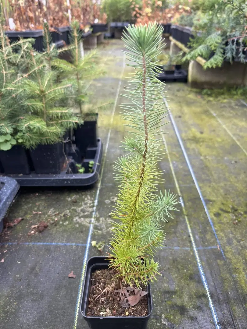 Stone Pine Sapling 20/40cm (P9T)