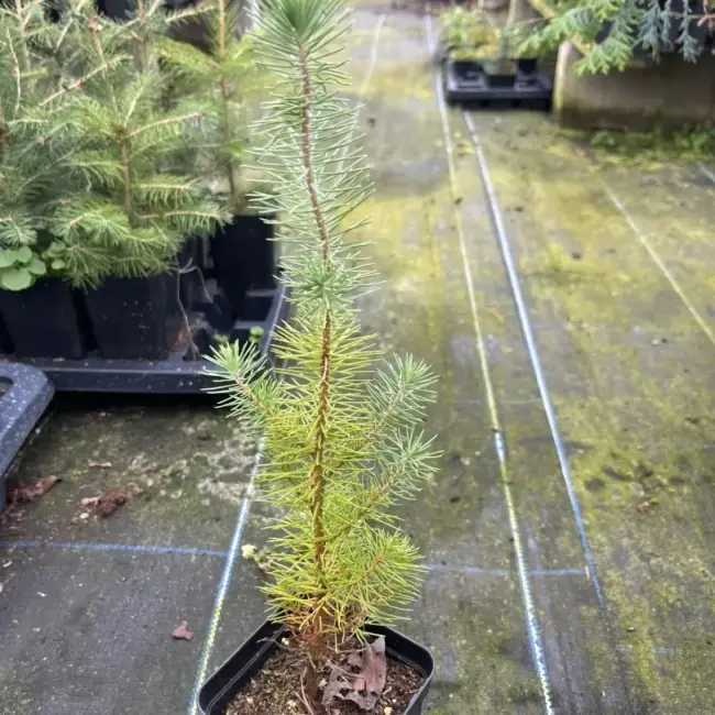 Stone Pine Sapling 20/40cm (P9) - Image 2