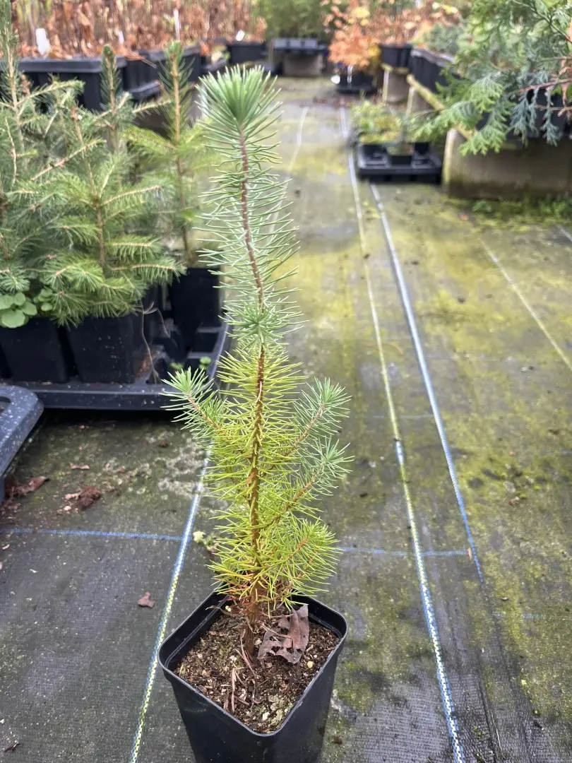 Stone Pine Sapling 20/40cm (P9T) - Image 2