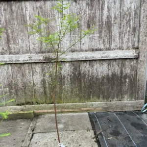 Swamp Cypress Tree 80/100cm
