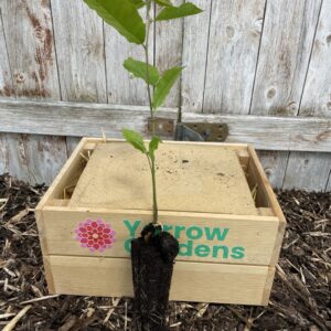 Sweet Chestnut