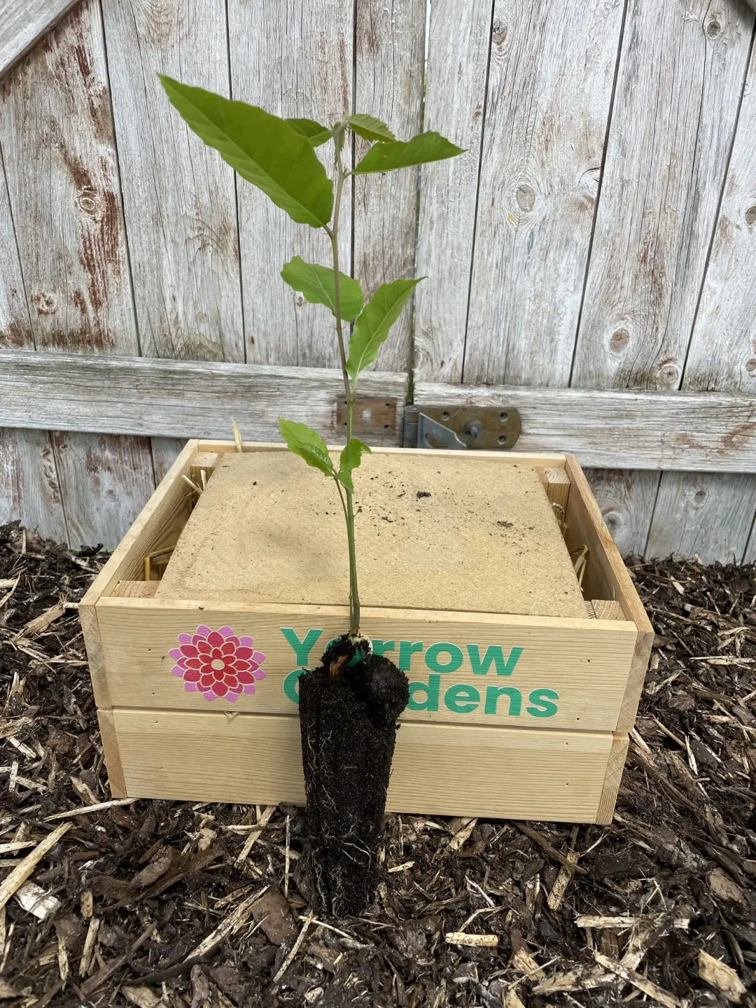 Sweet Chestnut Tree 40/60cm (Cell)