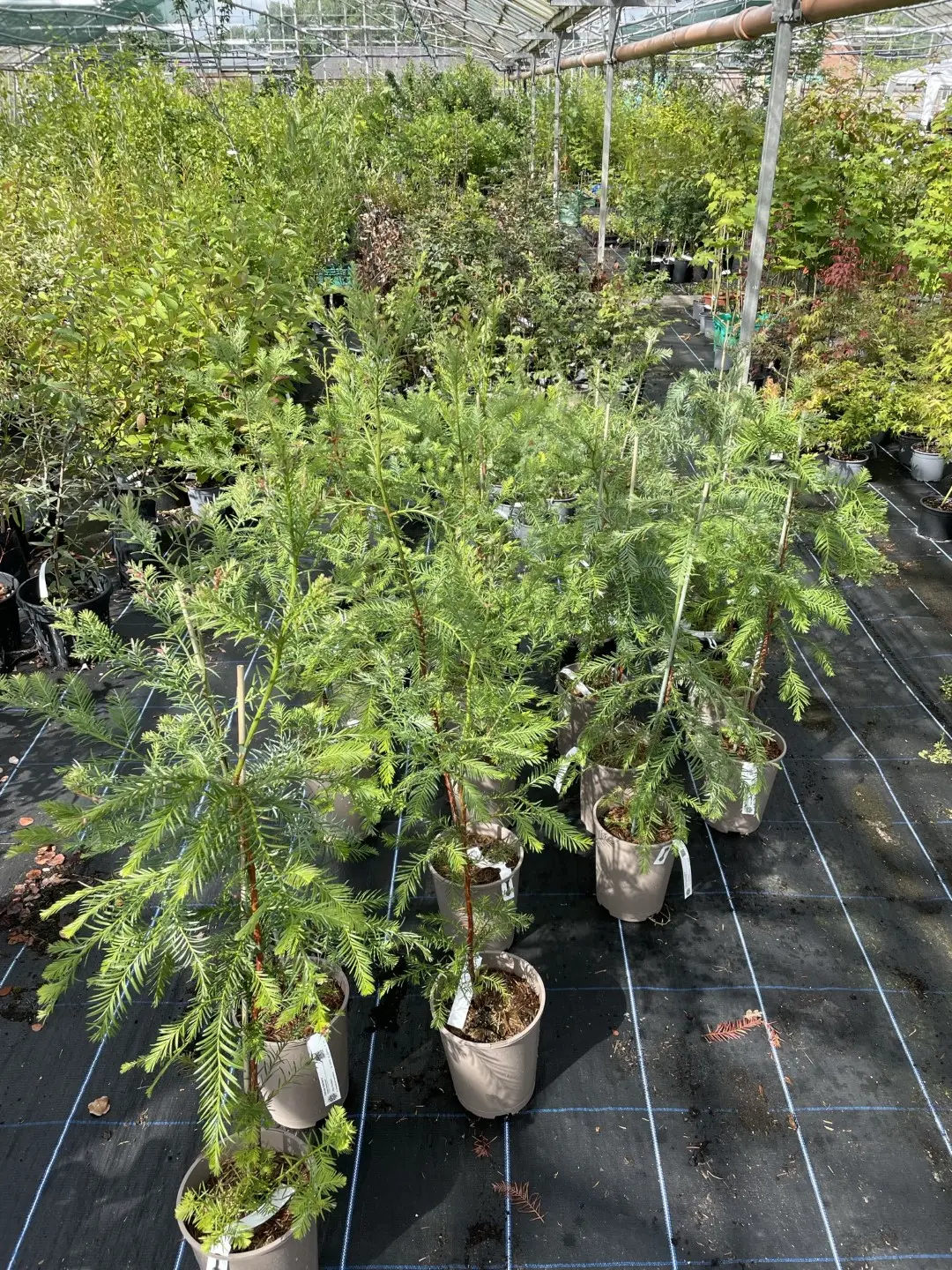 Coast Redwood Tree 100/120cm (2L) - Image 2