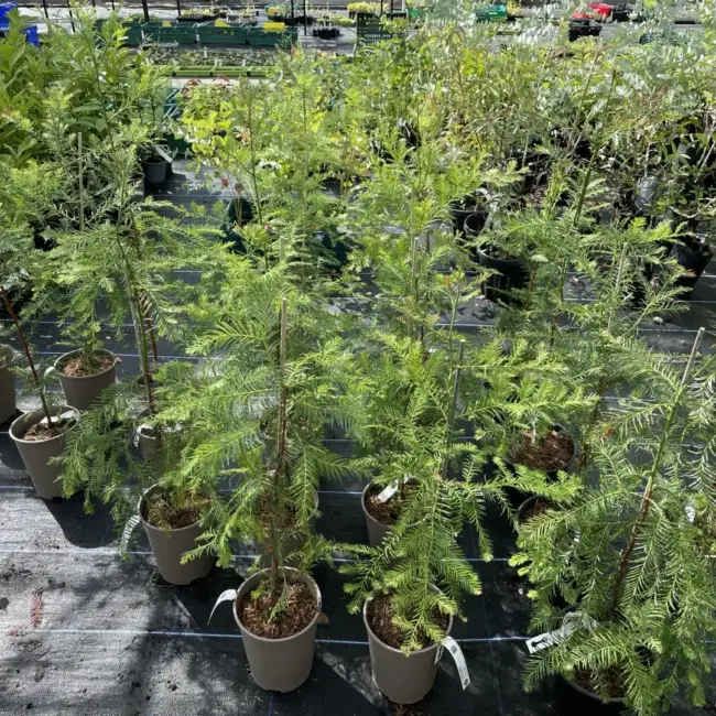 Coast Redwood Tree 40/60cm (2L) - Image 3