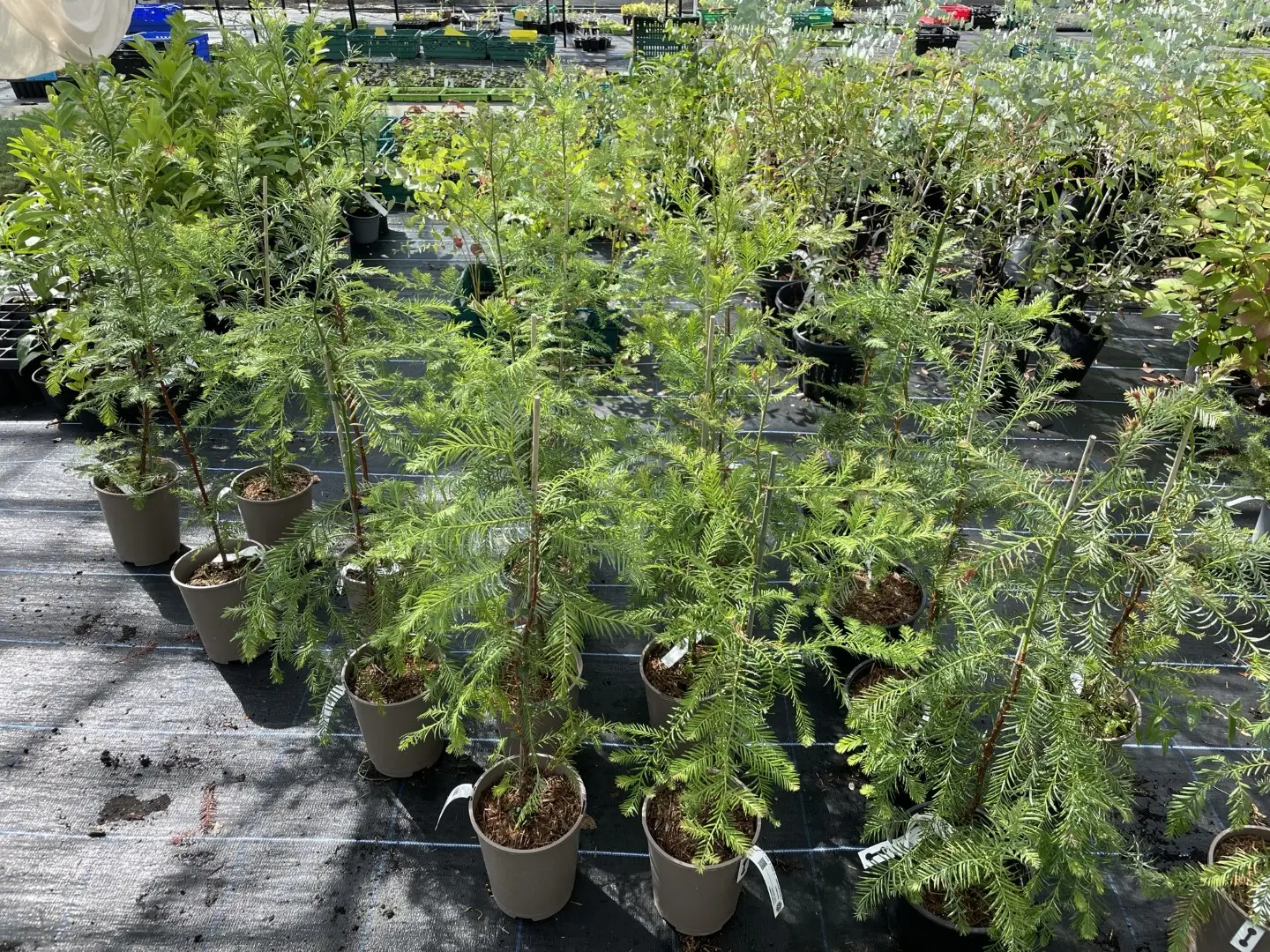 Coast Redwood Tree 100/120cm (2L) - Image 3