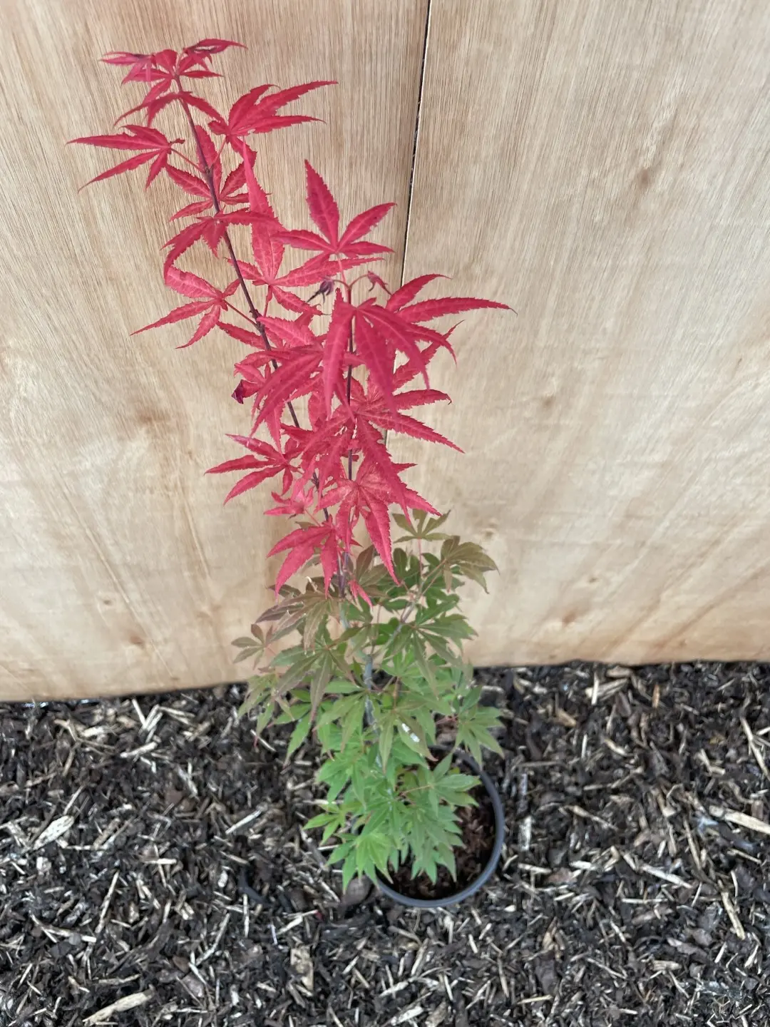 Mature Purple & Green Japanese Maple Acer Tree 60/80cm (2L) - Image 3