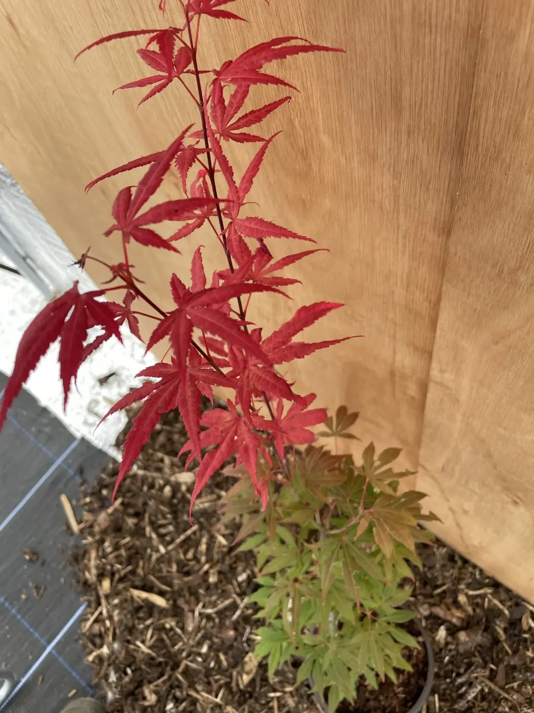 Mature Purple & Green Japanese Maple Acer Tree 60/80cm (2L) - Image 2
