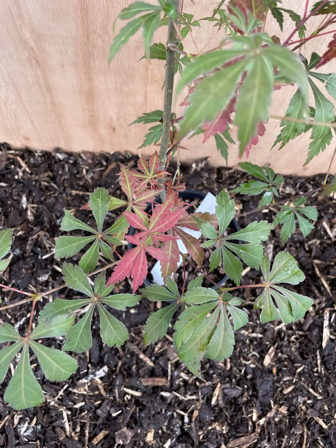 Mature Purple & Green Japanese Maple Acer Tree 60/80cm (2L) - Image 6