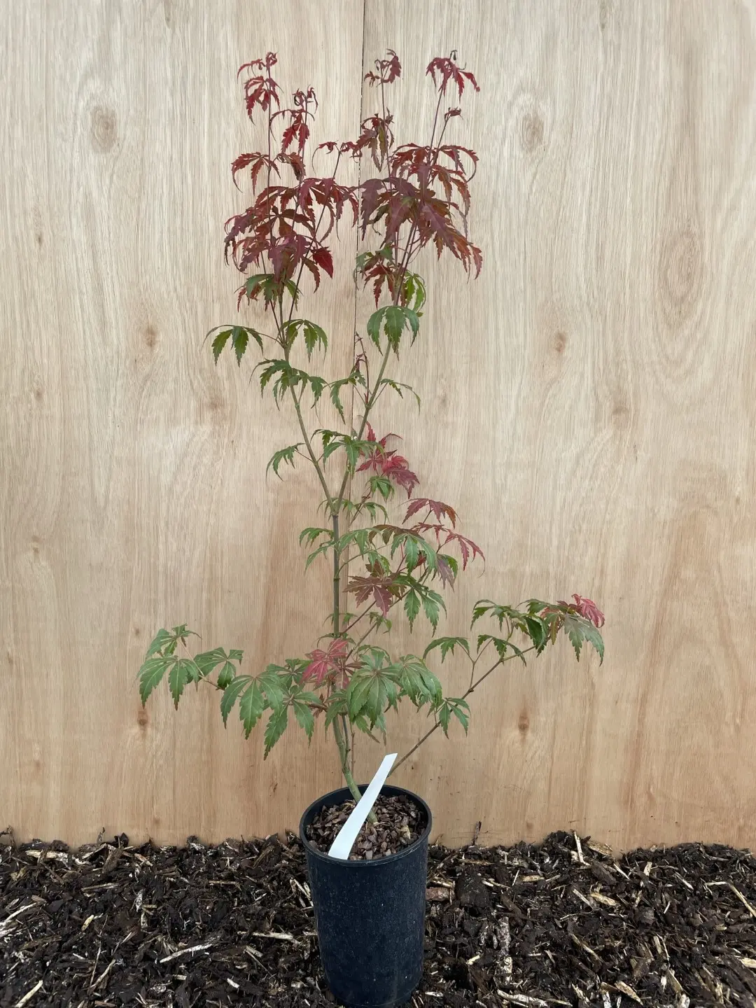Mature Purple & Green Japanese Maple Acer Tree 60/80cm (2L)