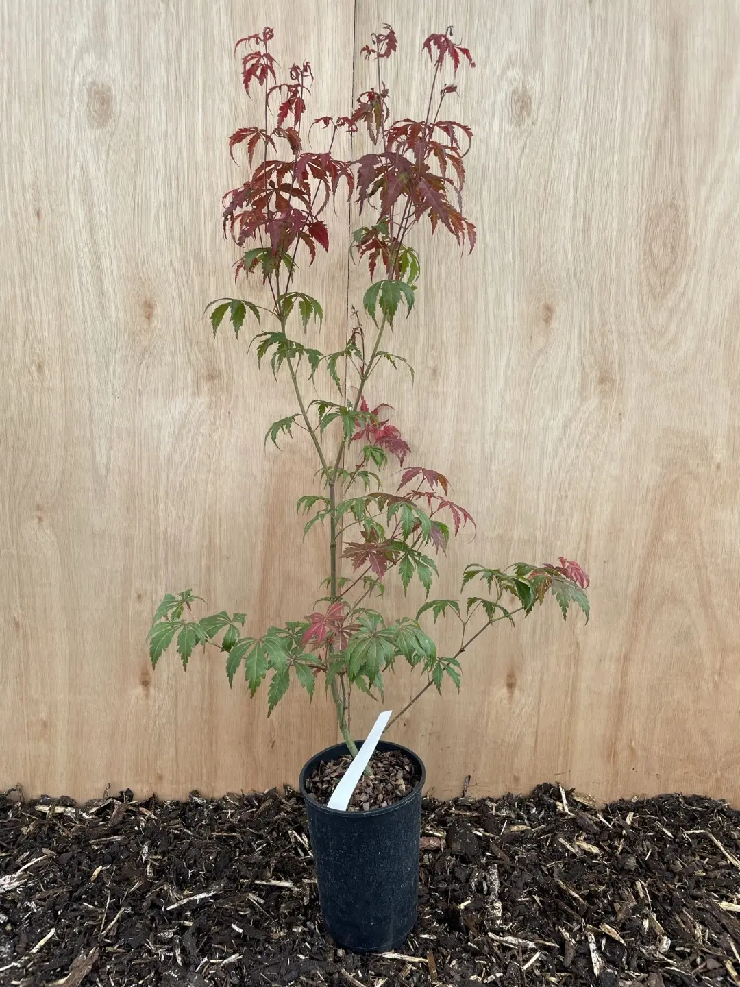 Mature Purple & Green Japanese Maple Acer Tree 60/80cm (2L) - Image 4