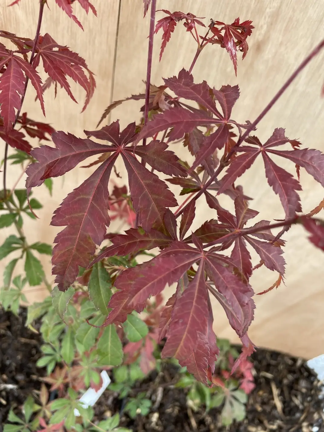 Mature Purple & Green Japanese Maple Acer Tree 60/80cm (2L) - Image 5