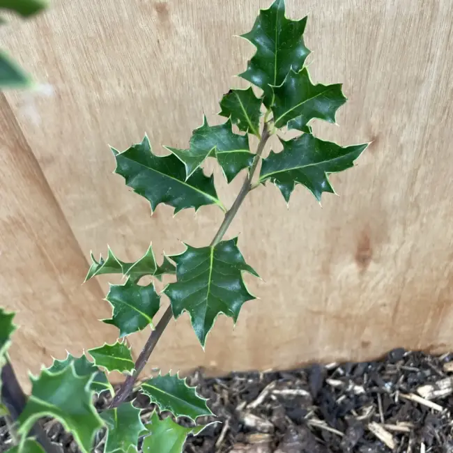 English Holly 20/40cm (2L) - Image 3