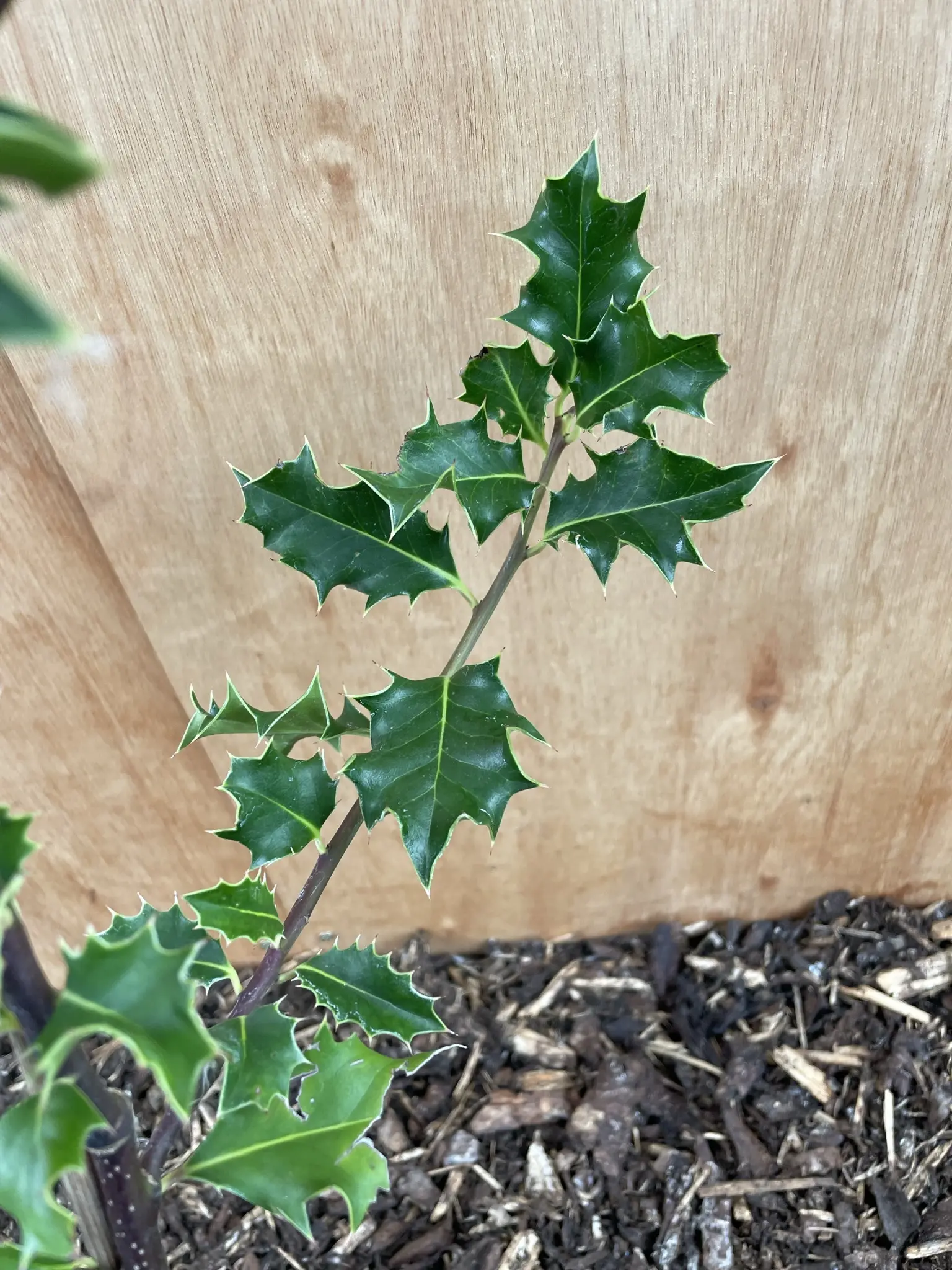 English Holly 120/140cm (2L) - Image 2