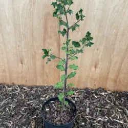 English Holly 120/140cm (2L)