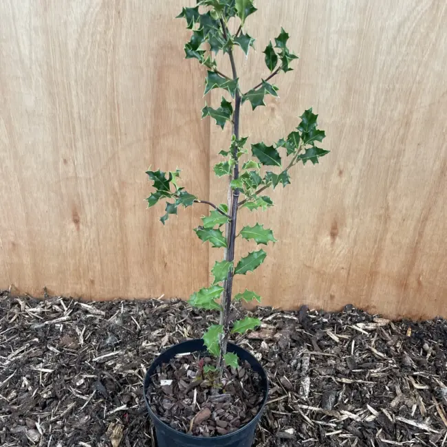 English Holly 120/140cm (2L)