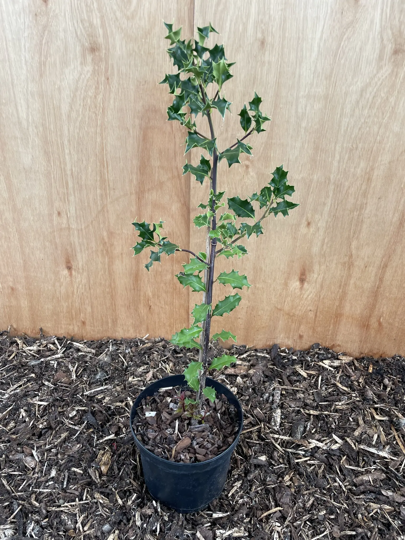 English Holly 120/140cm (2L)