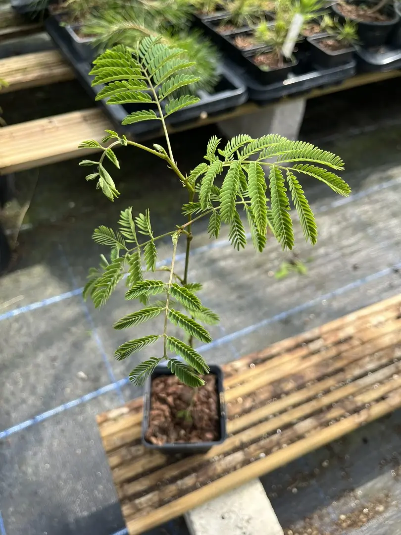Albizia julibrissin - Persian Silk Tree