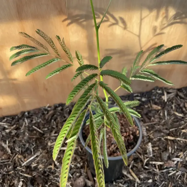 Persian Silk Tree 60/80cm (2L)
