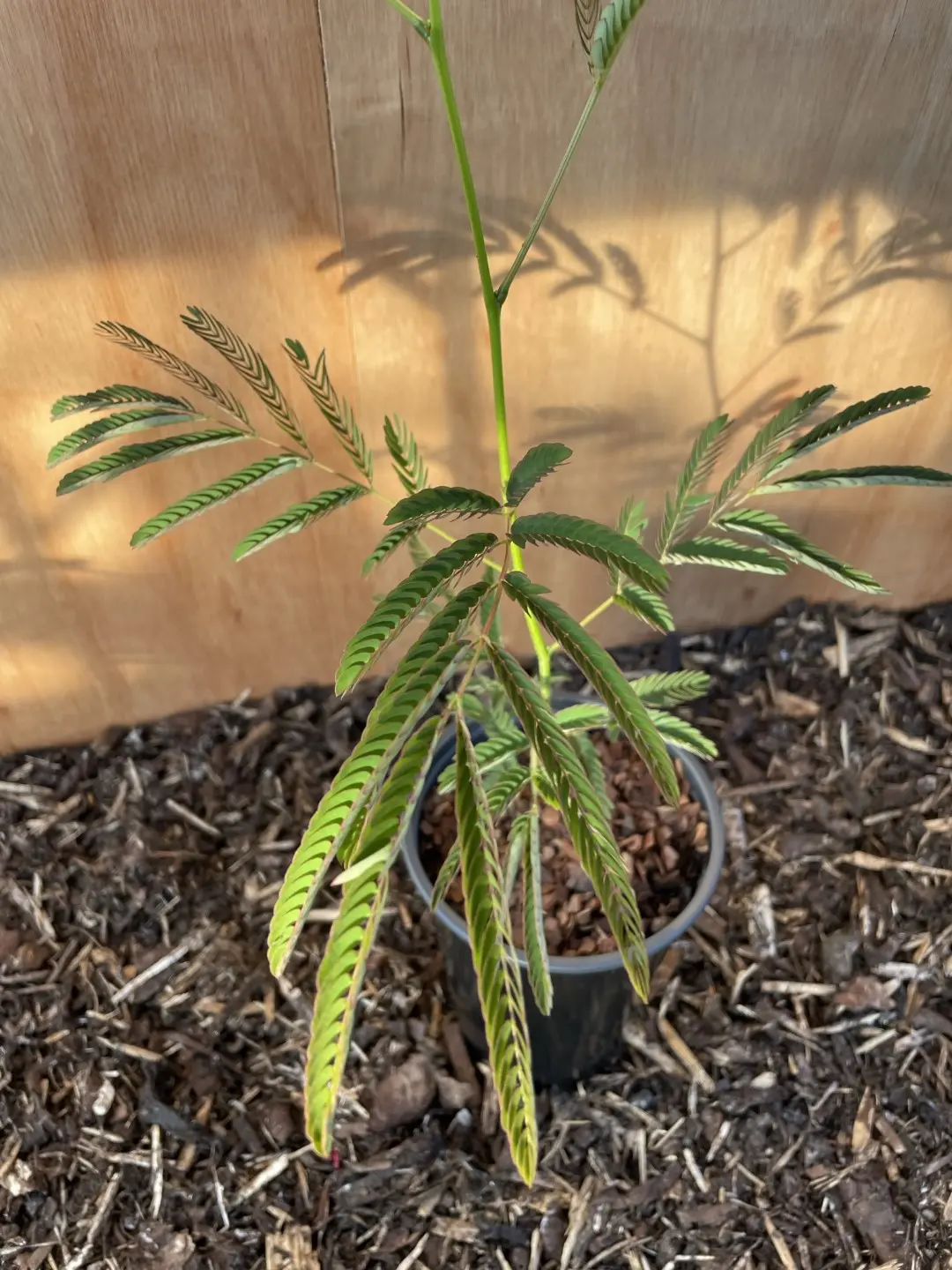 Persian Silk Tree 80/100cm (2L)