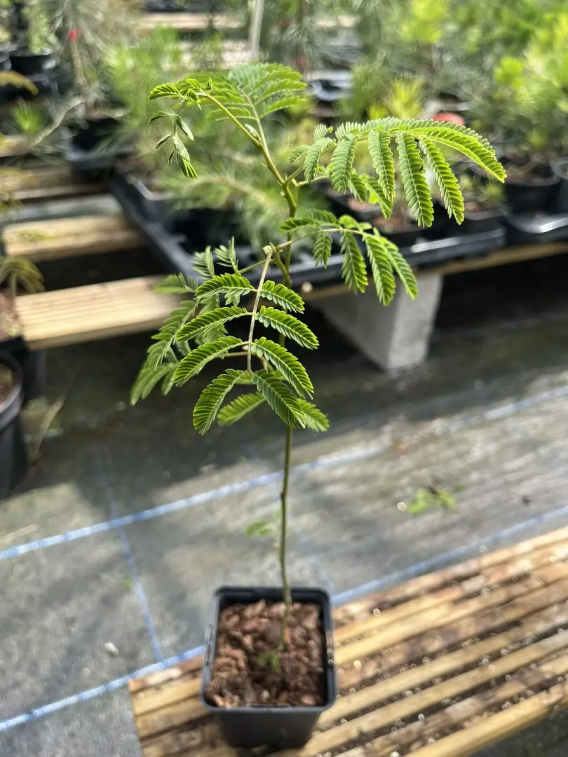 Albizia julibrissin - Persian Silk Tree