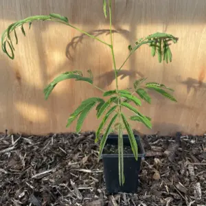 Persian Silk Tree 20/40cm (P9)