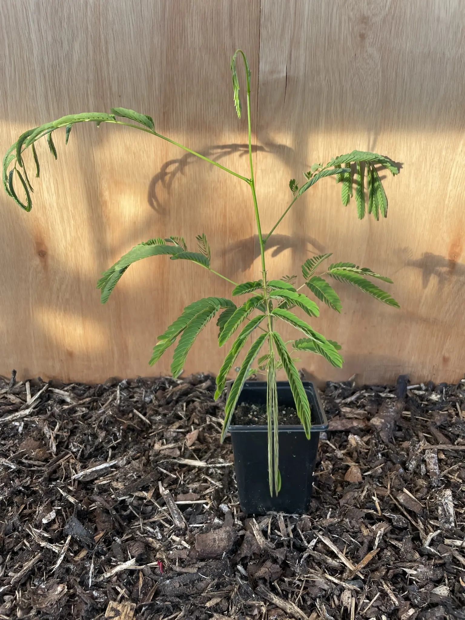 Persian Silk Tree 20/40cm (P9)