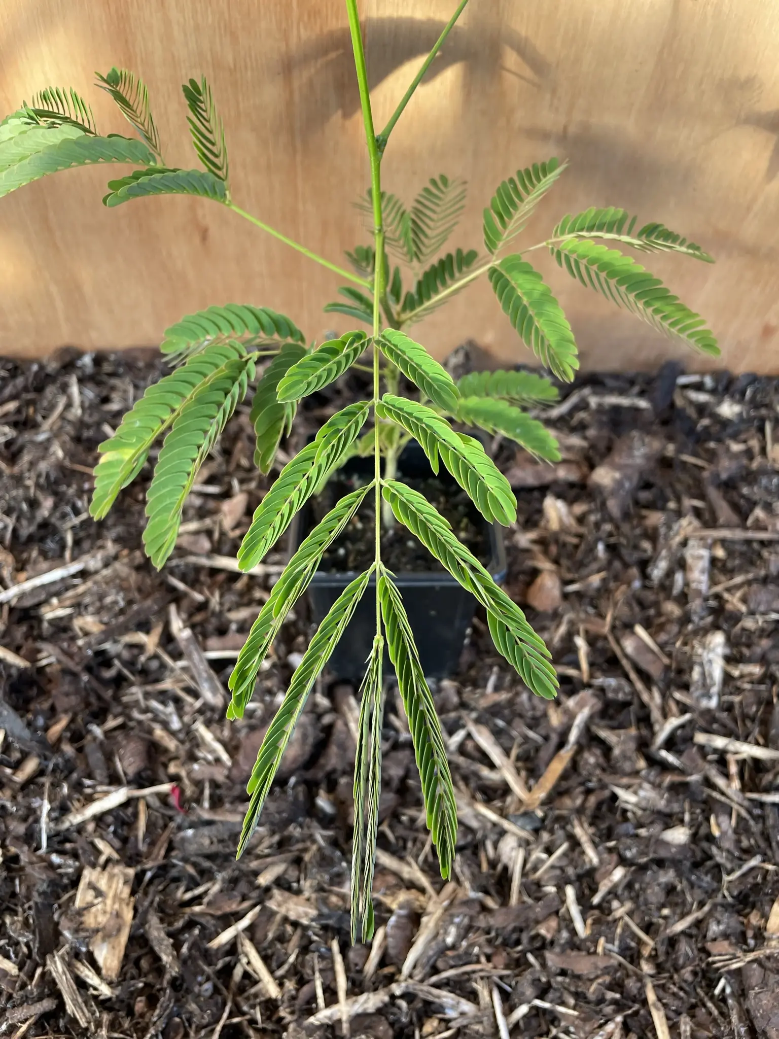 Persian Silk Tree 20/40cm (P9) - Image 6