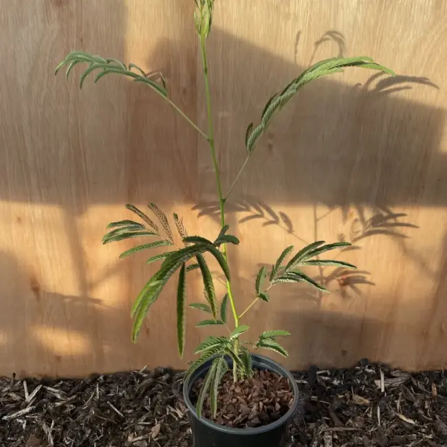 Persian Silk Tree 60/80cm (2L) - Image 2