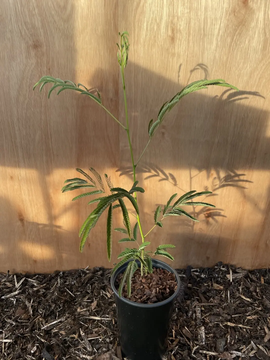 Persian Silk Tree 80/100cm (2L) - Image 2