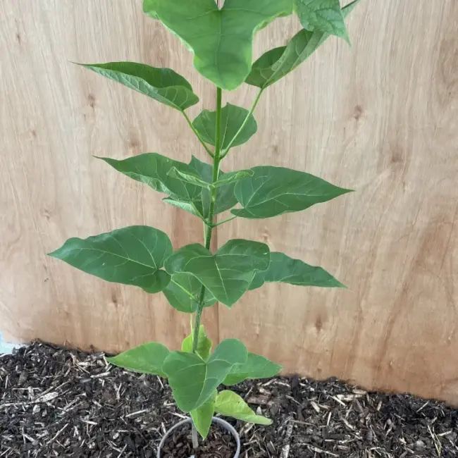 Indian Bean Tree 60/80cm 2L