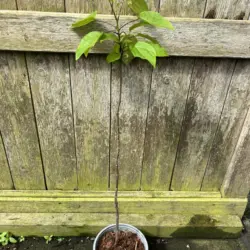 Catalpa bignonioides - Indian Bean Tree