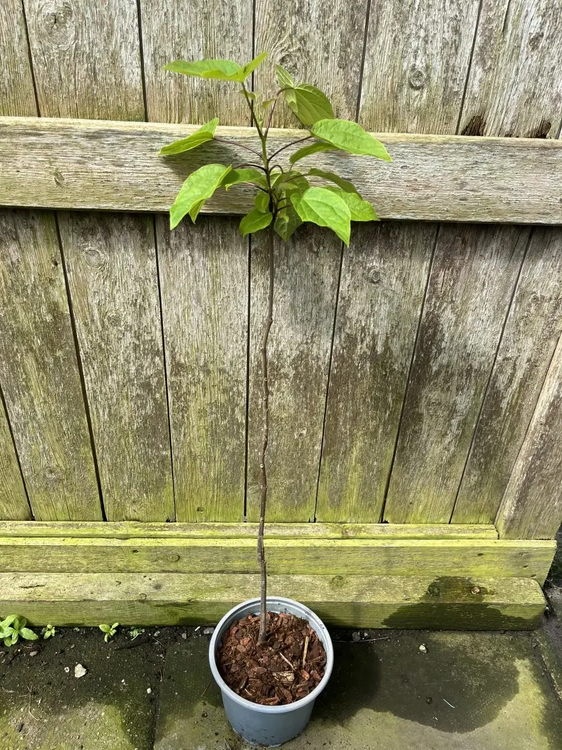 Catalpa bignonioides - Indian Bean Tree