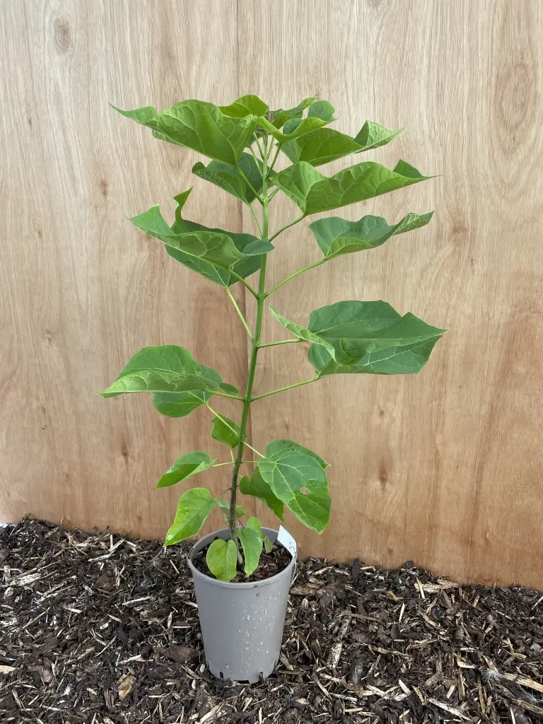Indian Bean Tree 40/60cm (2L)