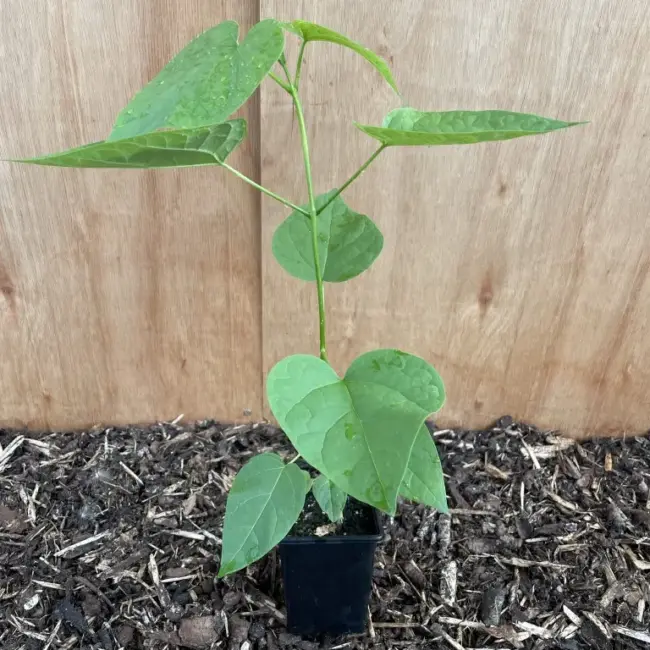 Indian Bean Tree 60/80cm (P9)