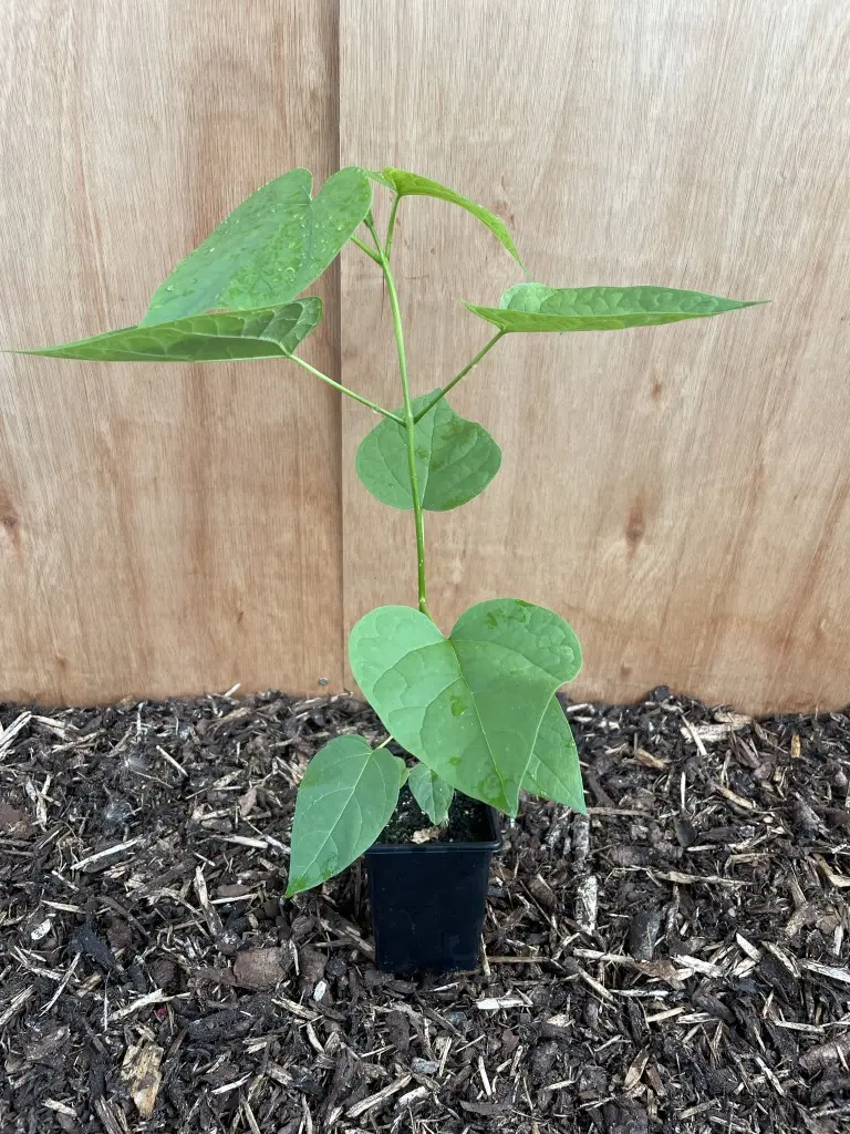 Indian Bean Tree 60/80cm (P9)