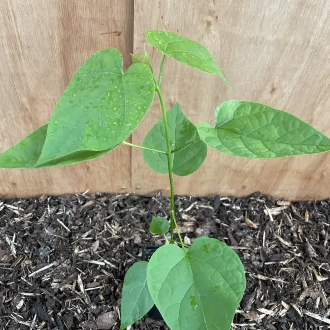 Indian Bean Tree 40/60cm 2L - Image 2