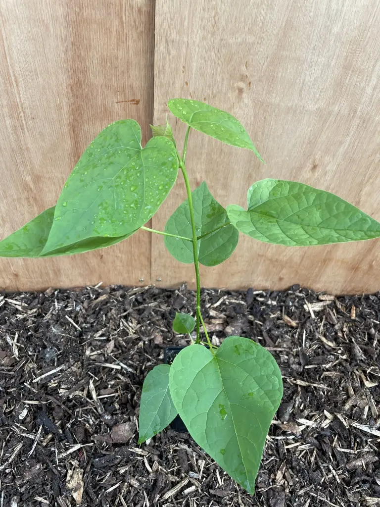 Indian Bean Tree 20/40cm (P9) - Image 2