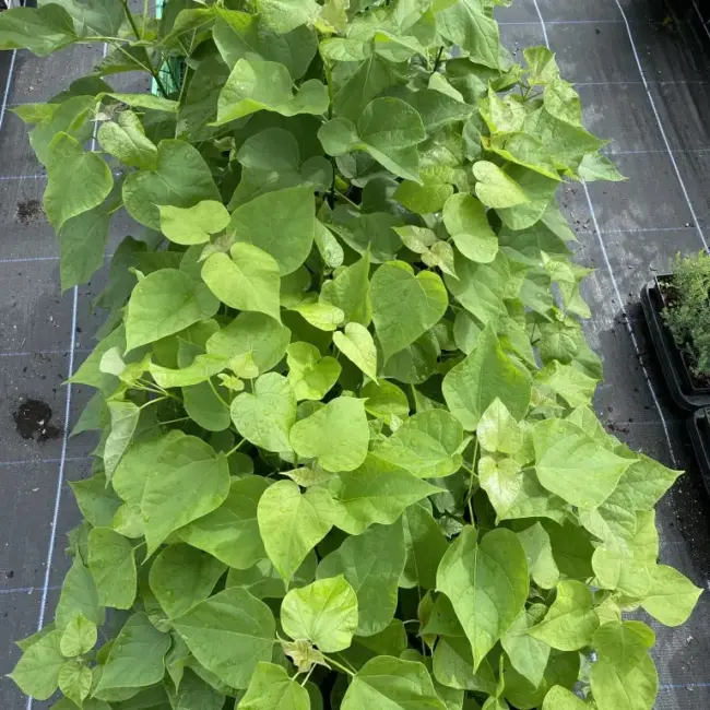 Indian Bean Tree 40/60cm 2L - Image 3