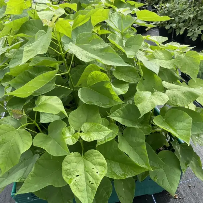 Indian Bean Tree 40/60cm 2L - Image 4