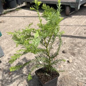 Coast Redwood Tree 20/40cm (P9)