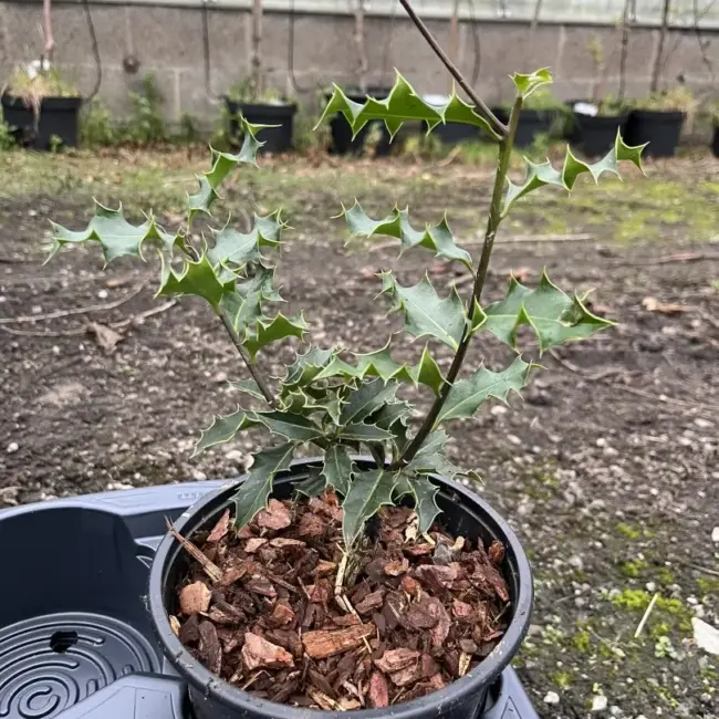 English Holly 20/40cm (2L)