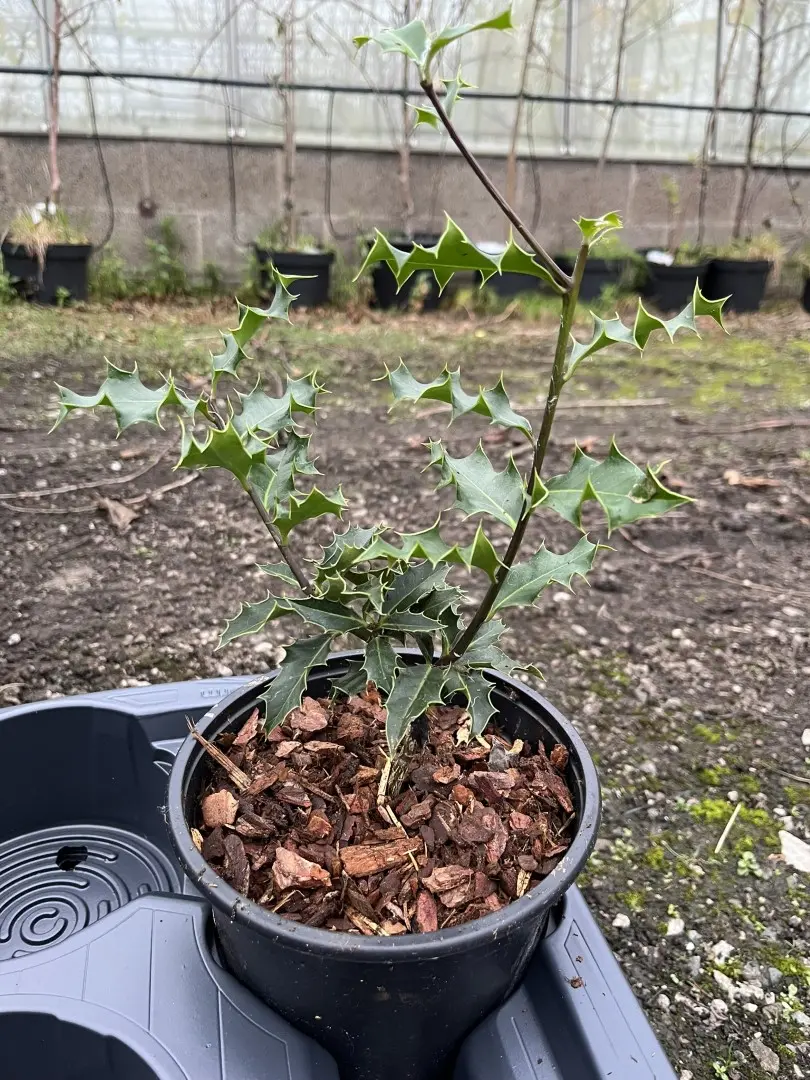 English Holly 20/40cm (2L)